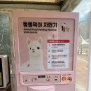 올라알파카 카페 | [내돈내산] 귀여운 알파카와 산책을! 강원도 홍천 알파카월드 방문 후기