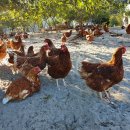 대섬알이랑 이미지