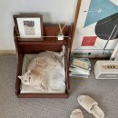 라이캣(Like cat) | 우드 인테리어에 어울리는 고양이 캣타워 해먹 추천편