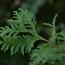 풍동가족한의원 이미지