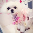 아지케어 이미지