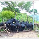 흑염소목장 이미지