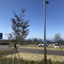 9.81 PARK JEJU 이미지