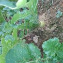 향수농장 이미지