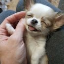 휘요