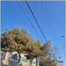 구로-현장-구로-549 | 소나무전지 가지치기 조경 벌목 업체