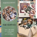 비글구조네트워크 동물메디컬센터 | 리홈마켓 : 유기견 돕기 자선 플리마켓 타임테라스 동탄 방문 후기