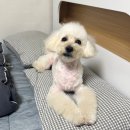 탱스땡스 이미지