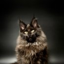 광주 고양이가정분양 비비냥 | 행복한 동행, 창동 고양이분양 성공 사례 공유