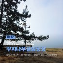 솔숲길 | 태안 꾸지나무골해수욕장 캠핑장 I 솔숲과 바다, 낚시와 해루질까지 즐길 수 있는 가성비 캠핑장