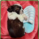 행복한 강아지 이미지