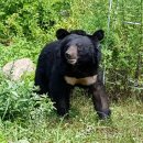오삼영동