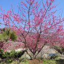 매화랜드 이미지