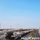 강서 낙동강30리 벚꽃축제(2025년) 이미지