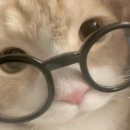 키도 이미지