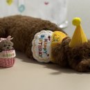 댕수무강 이미지