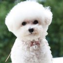 퍼니퍼피 이미지