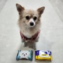 펫캡 | [내돈내산] 펫티슈 뭐써? 브랜드 비교 리뷰 추천까지 | 보호자, 집사 필독!