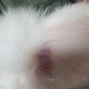 24시굿케어동물의료센터 이미지