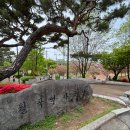 롭스대구상인역사점 | 대구 월곡역사공원 겹벚꽃 맛집 다녀온 후기