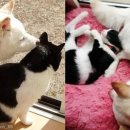 보듬어 줄개 이미지