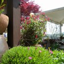 꽃님이네 이미지