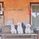 산청실내수영장 | 경남 산청 애견독채펜션 추천 ㅣ 수영장과 캠핑존까지 즐길 수 있는 프라이빗 숙소 산청바이브