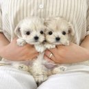 오래드림 이미지