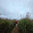 이리중앙체육공원매점 | 상암동 하늘공원 - 제24회 서울억새축제