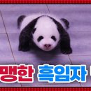 아미바오 이미지