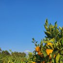 효돈공인중개사사무소 이미지