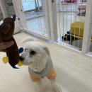 힐링멍텔 네이버블로그