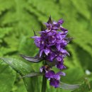 아리스타타 이미지