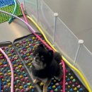 소풍애견미용 이미지