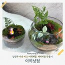 몰입상점 | 남양주 다산원데이클래스 이끼 상점, 아이와 함께한 테라리움 이색 체험 후기