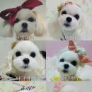 애견세상 이미지