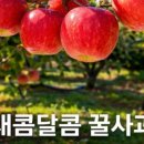 시고르스토어 네이버블로그