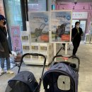 몰리스 놀이터/호텔 이미지