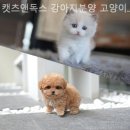 캣츠앤독스 강아지분양 고양이분양 수원점 이미지