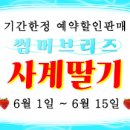 로뎀트리로뎀나무 이미지