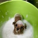 도도그루밍 이미지