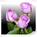 독불장군 이미지