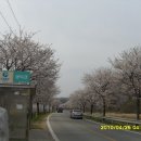 북면 벚꽃길 Daum카페