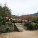 순천 조계산 선암사 승선교, 겹벚꽃, 영산홍, 개나리, 동백 꽃들의 향연