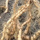 김원섭농장 이미지