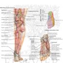 대퇴 이두근(biceps femoris)가 야기할 수 있는 다양한 양상의 통증 이미지