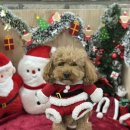 멍애견카페 | 첨단애견카페 어바웃멍 재방문 후기