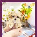 강아지분양 미니몽 은평점 | 은평강아지무료분양 스탠푸