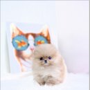 경기 켄넬 이미지