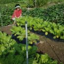 세곡농장 이미지